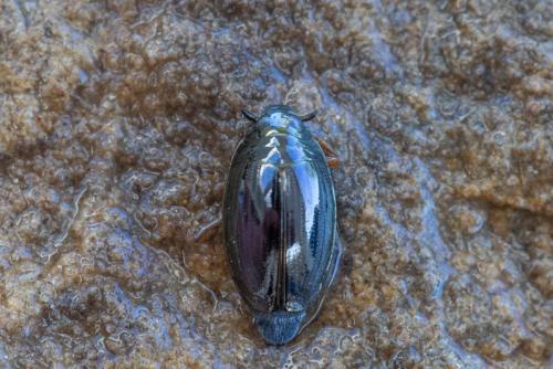 Réf. 253 584 : Gyrinus sp.